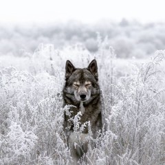 Аватар Pallas Athena